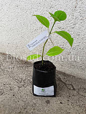 Гортензія Teller Jomary (Hydrangea Teller Jomary) 3-х річна, фото 6