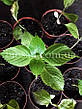 Гортензія Bailmer (Hydrangea Bailmer) 3-х річна, фото 7