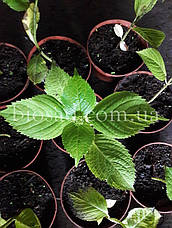Гортензія Saxon Rathen (Hydrangea Saxon Rathen), фото 6