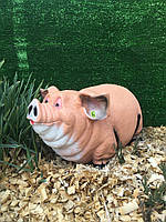 Свиняча соня висота 25 см