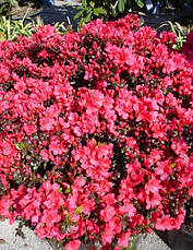 Азалія японська Maruschka 2 річна, Азалия японская / рододендрон Марушка, Azalea japonica Maruschka, фото 2