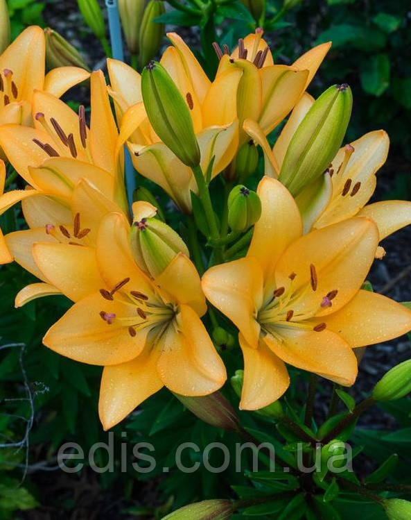 Лілія LA гібрид Donau (Донау) 1 цибулина 12/14