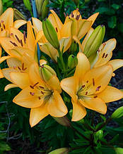 Лілія LA гібрид Donau (Донау) 1 цибулина 12/14