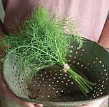 ФЕНХЕЛЬ Мікрозелень, насіння зерна ФЕНХЕЛЯ органічне для пророщування 30 грамів, фото 4