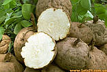 Pueraria Mirifica капсули для збільшення грудей із вітаміном B6 і B12, фото 7