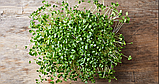 Брокколі Мікрозелень, насіння зерна брокколі органічні Sadove 20 г., фото 7