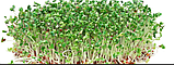 Брокколі Мікрозелень, насіння зерна брокколі органічні Sadove 20 г., фото 9