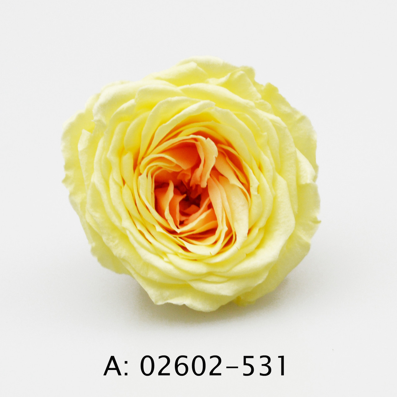 Троянда Marihime Small, 9 бутонів