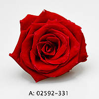 Стабілізована троянда "Charlotte", А: 331, 12 бутонів