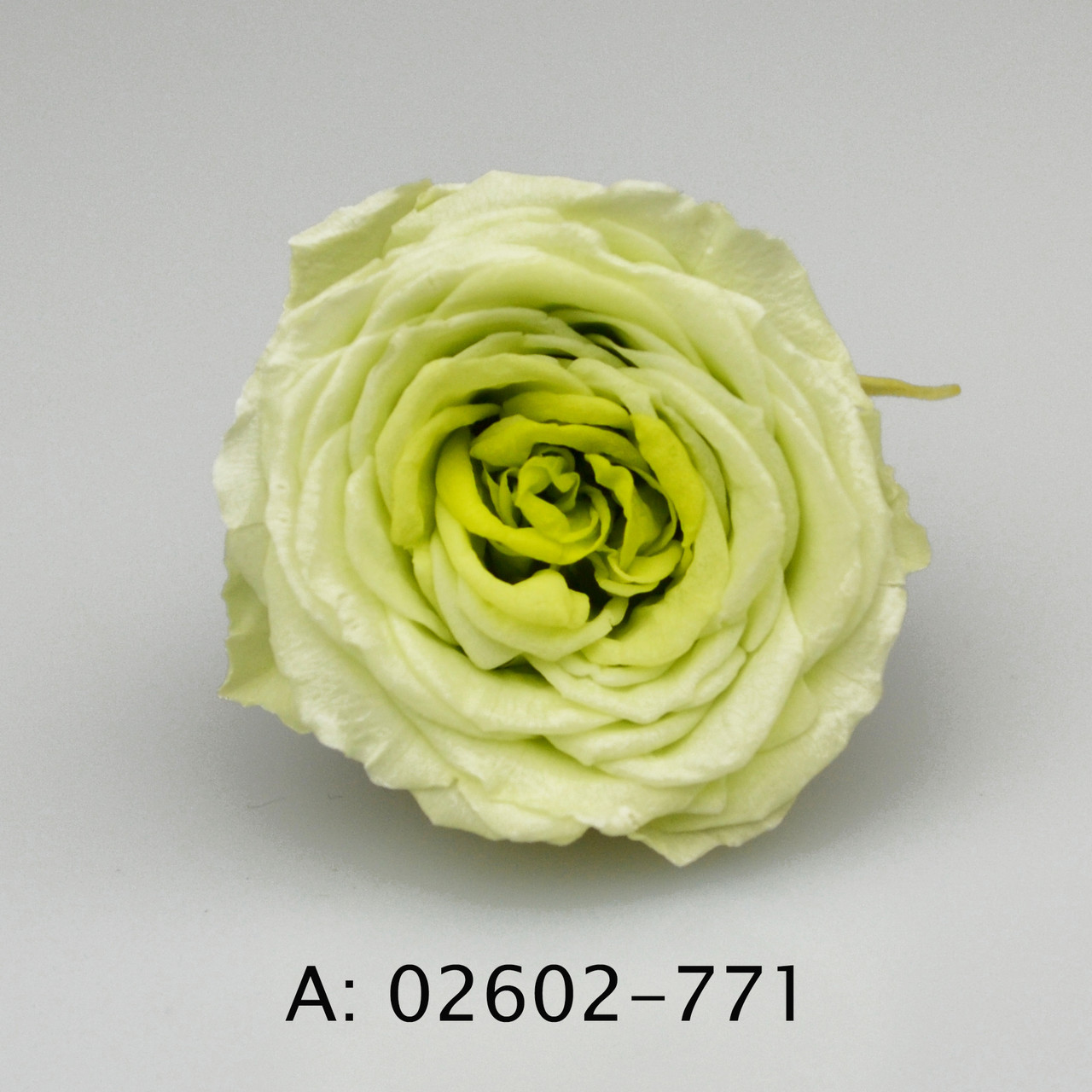 Троянда Marihime, 9 бутонів