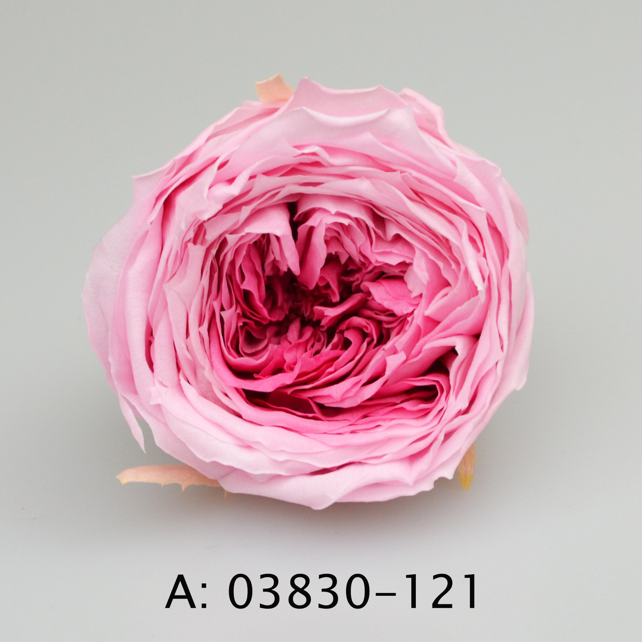 Стабілізовані троянди "Темарі", 8 бут., А:121
