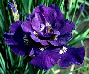 Ірис сибірський Kabluey (Каблуе)