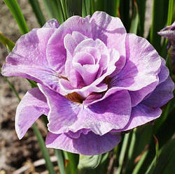 Ірис сибірський Pink Parfait (Пинк Парфе)