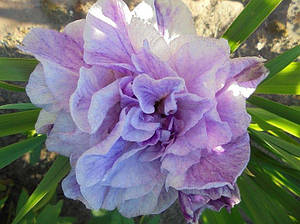 Ірис сибірський Rigamorole (Ригамарол)