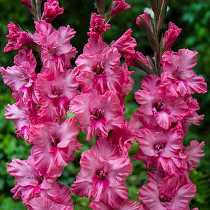 Гладіолус гофрований Kingston Frizzle 8/10 3 шт./пач., фото 1