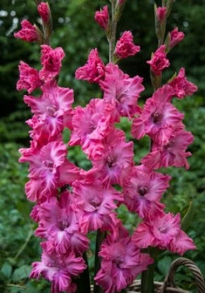 Гладіолус гофрований Kingston Frizzle 8/10 3 шт./пач., фото 4