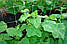 Сітка для огірків 10 м шпалерна уф-стабілізована ТМ Intermas Угорщина, фото 3