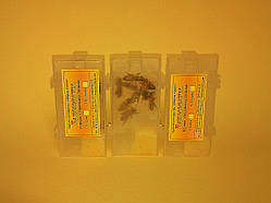 Бджоломатка — неплідна матка української степової породи 2020