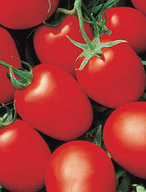 Насіння томату Які F1-Яки F1 - 1000 насіння