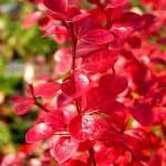 Барбариси (Berberis)