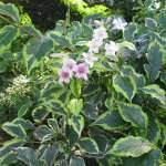 Вейгела (Weigela)