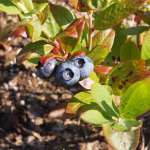 Лохина (Vaccinium)