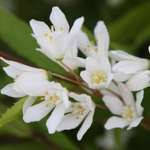 Дейція (Deutzia)