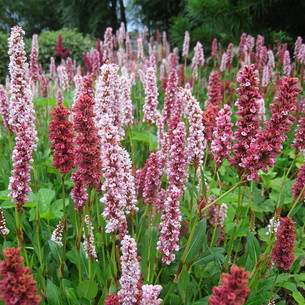 Горець (Polygonum), Прибережна рослина - фото 1 - id-p956682187