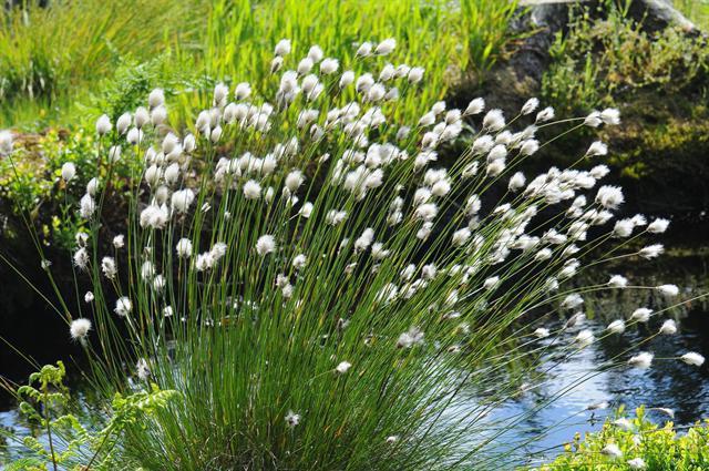 Пушиця, Пушица - Eriophorum. - фото 1 - id-p956709061