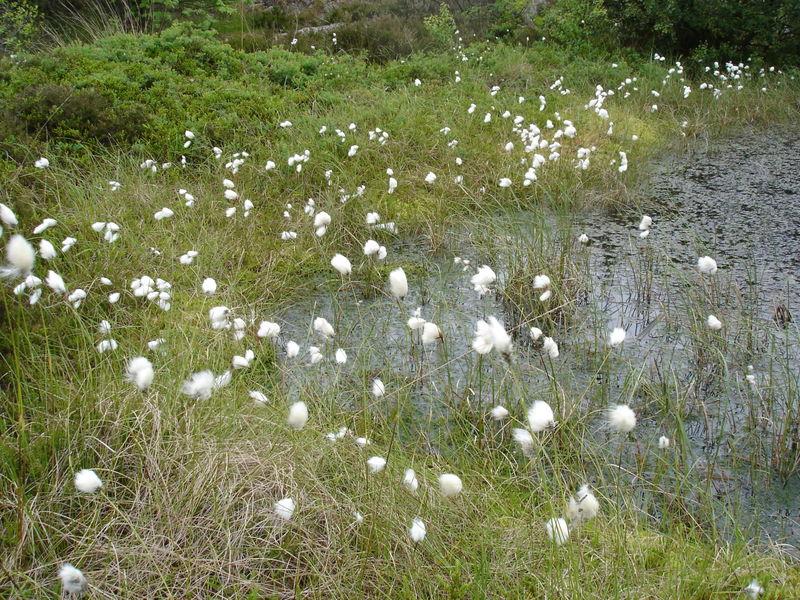 Пушиця, Пушица - Eriophorum. - фото 3 - id-p956709061