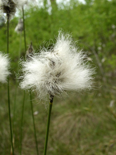 Пушиця, Пушица - Eriophorum. - фото 4 - id-p956709061