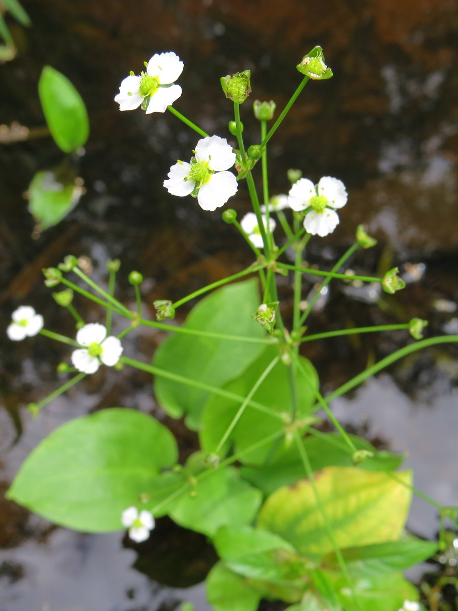 Частуха подорожниковая , водний подорожник алисма подорожникова Alisma plantago - aquatica - фото 1 - id-p956709557