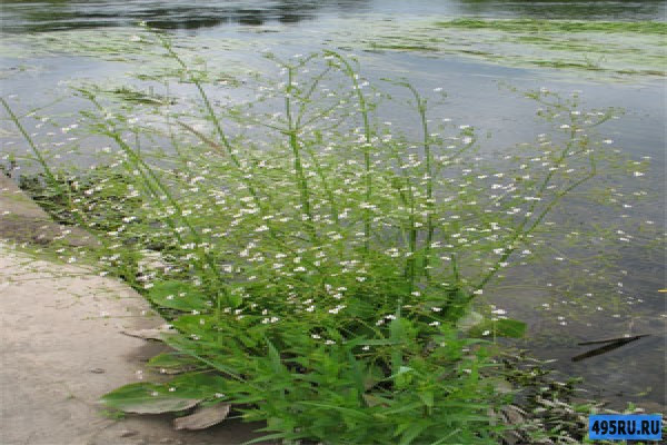 Частуха подорожниковая , водний подорожник алисма подорожникова Alisma plantago - aquatica - фото 3 - id-p956709557