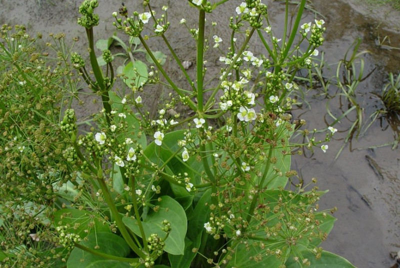 Частуха подорожниковая , водний подорожник алисма подорожникова Alisma plantago - aquatica - фото 2 - id-p956709557