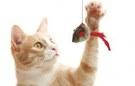 Іграшки для котів