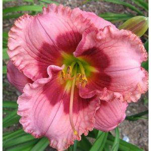 Лілейник Черрі Валентин