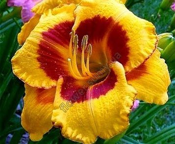 Лилейник Фулед Ми (10)