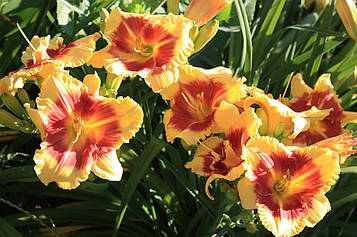 Лілейник Little job (85)