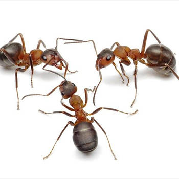 Від мурашок