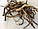 Бедринець ломикаменевий корінь  ( Pimpinella saxifraga), 50 грамі, фото 2