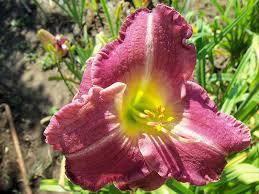 Лійник Кенсінгтон Менор