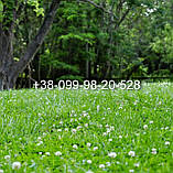 Газонні низькорослі трави для ландшафтного дизайну і озеленення 1кг і оптом гарантія!, фото 7