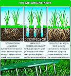 Газон лылыпут ландшафтне озеленення дизайн насіння низьких газонних трав спортивного та декоративного призначення, фото 7