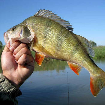 РИБАЛЬСЬКИЙ СВІТ