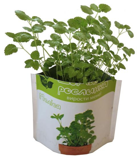 Домашня рослина "Меліса", 0,5 л, фото 1