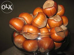 Саджанці фундука "Дніпро"