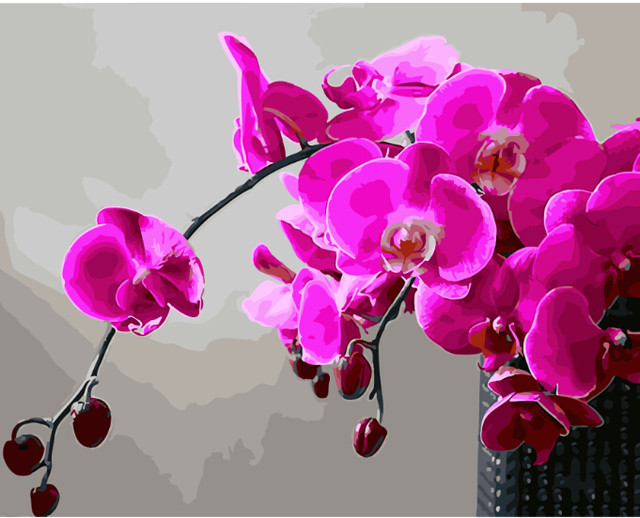 Розфарбування по цифрам рожеві орхідеї купити