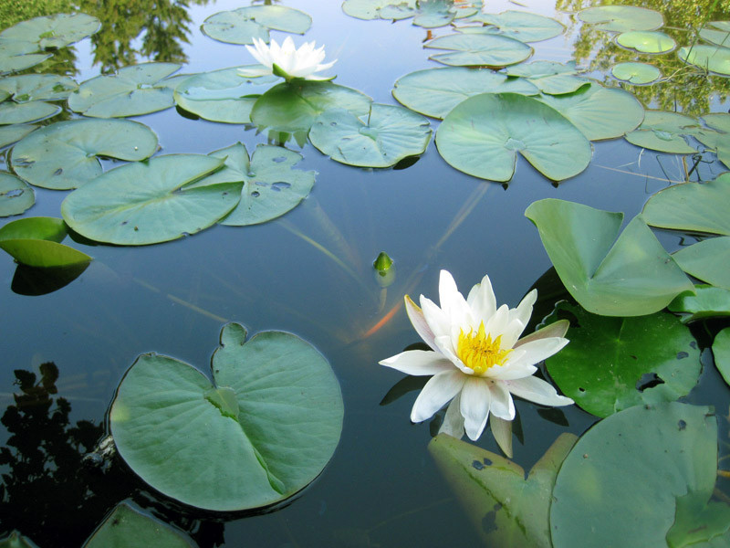 Німфея біла, Nymphaea Gladstoniana нимфея Гладстониана, кущ з бутонами, АКЦІЯ!! - фото 1 - id-p964147681