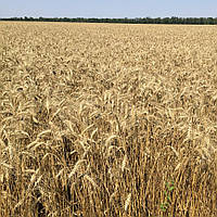 Пшениця Шестипалівка (1 репродукція)