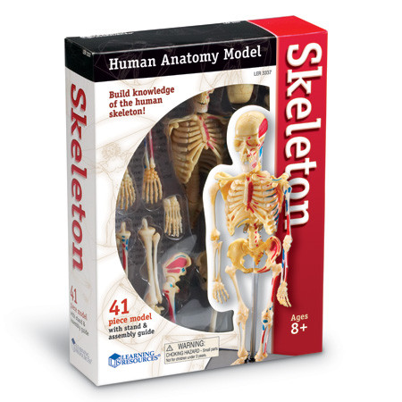 Скелет людини — анатомічна модель від Learning Resources
